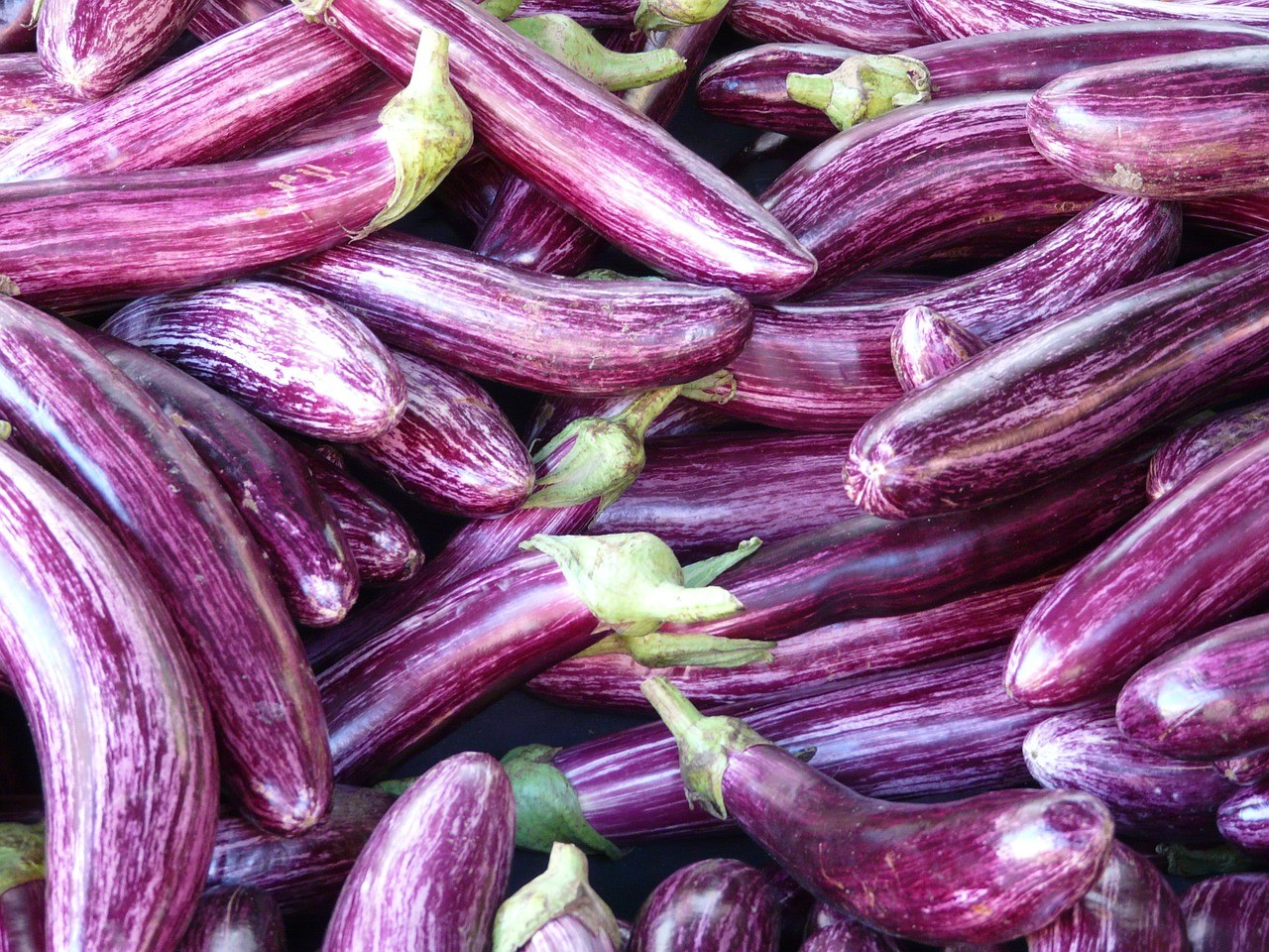 AUBERGINE VIOLETTE F1 PLANTS DRIVE