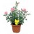 PIEGE A GLUE INSECTES EN POT